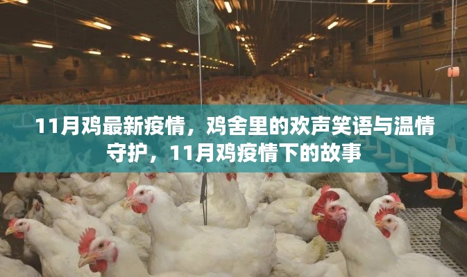 11月鸡疫情下的温情守护与故事,鸡舍里的欢声笑语与逆境中的坚守