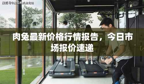 肉兔最新价格行情报告，今日市场报价速递