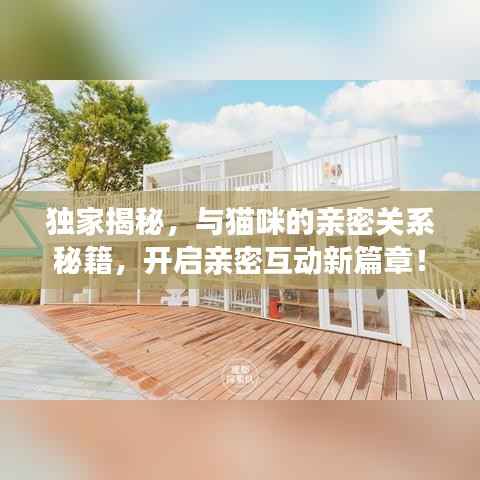 独家揭秘，与猫咪的亲密关系秘籍，开启亲密互动新篇章！