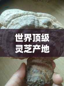 世界顶级灵芝产地排名大揭秘!