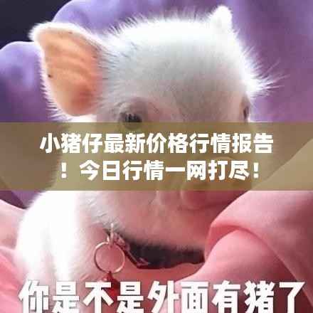 小猪仔最新价格行情报告!今日行情一网打尽!